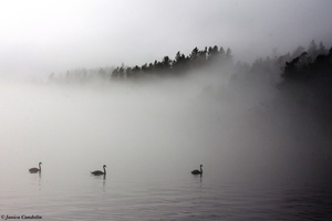 Mute swans in April fog