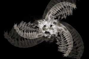 Barnacles on Acid