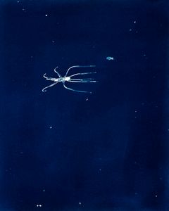 Small Squid