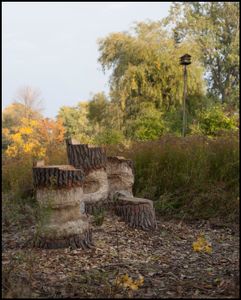 Beaver Stumps, 2017