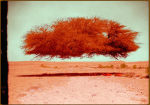 Landscape10