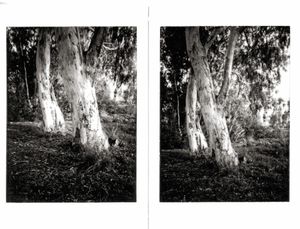 eucalyptus tree grove