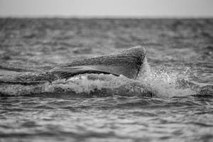 Whale BYN