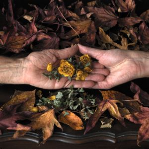 autumn leaves