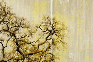 Warm Tones Oak Wall