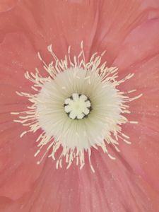 Remembering Georgia O'Keeffe_12