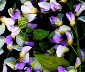 Wisteria 3
