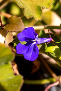 Budding Flower