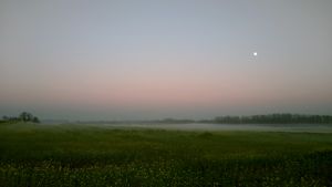 Horses in the mist.