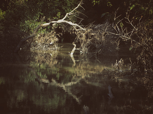 Into the marsh - 31