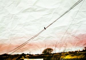 Honest Landscape