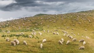 Land of Lambs