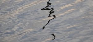 Calligraphy (calligraphie)