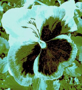Pansy 6