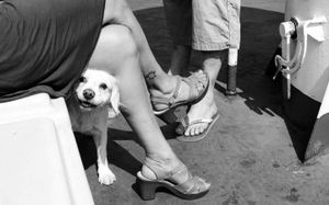 Feet and dog on a ferry boat