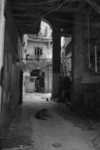 a dog and women