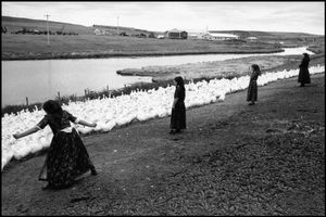 © George Webber - Herding ducks, 2000
