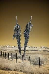 Bifurcation, Niland