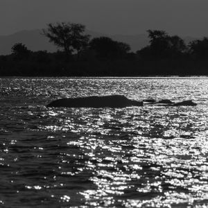 zambezi river with hyppopotamuses at night