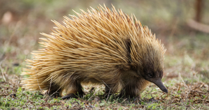 ECHIDNA