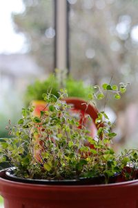 Oregano