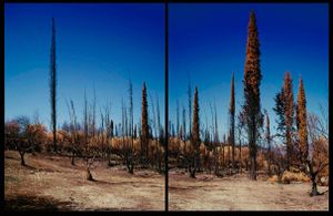 Zacharo, Peloponnese, Greece, 2007