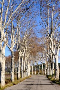 The road of plane trees.                         (La route aux platanes )