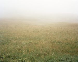 Meadow #18, inkjet on vinyl adhesive, dimensions variable