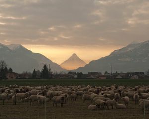 La course au mouton sauvage
