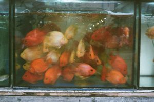 Goldfish Market