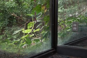 Corner Outlet, Lied Jungle