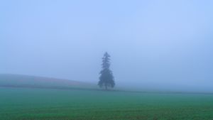 Foggy morning
