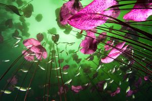 Water plants and fishes at Car Wash