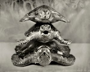 Stacked Turtled