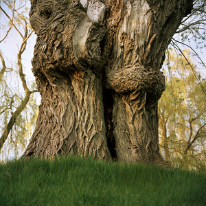 Tree #10 from Willow Series