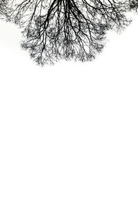 Roots © Davide Weber