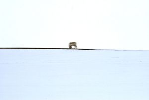 "Reindeer"