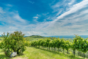 vineyards near Soave