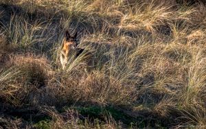 search over the prairie