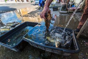 Street Fauna 3 - Carp