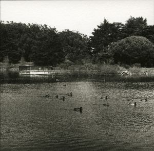 Mallard Pond © Erin Malone