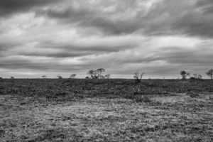 The Serengeti
