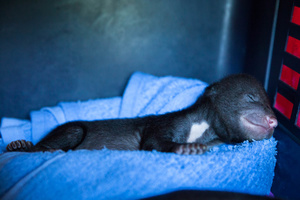 Free The Bears’ team unloads its newest arrival – a moon bear cub rescued from Battambang province. The team drove over 9 hours to relocate the cub at the Quarantine Center.