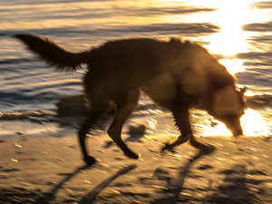 Untitled from the series DOG PARK