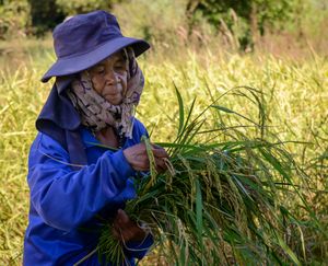 Rice harvest.