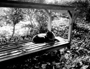 Stray Cats_40