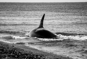 Orcas