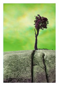 Jeffrey Pine, Olmsted Point, Yosemite