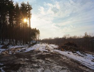 Roadside Clear Cut, 2011