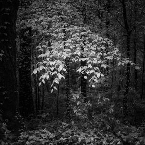 American Beech